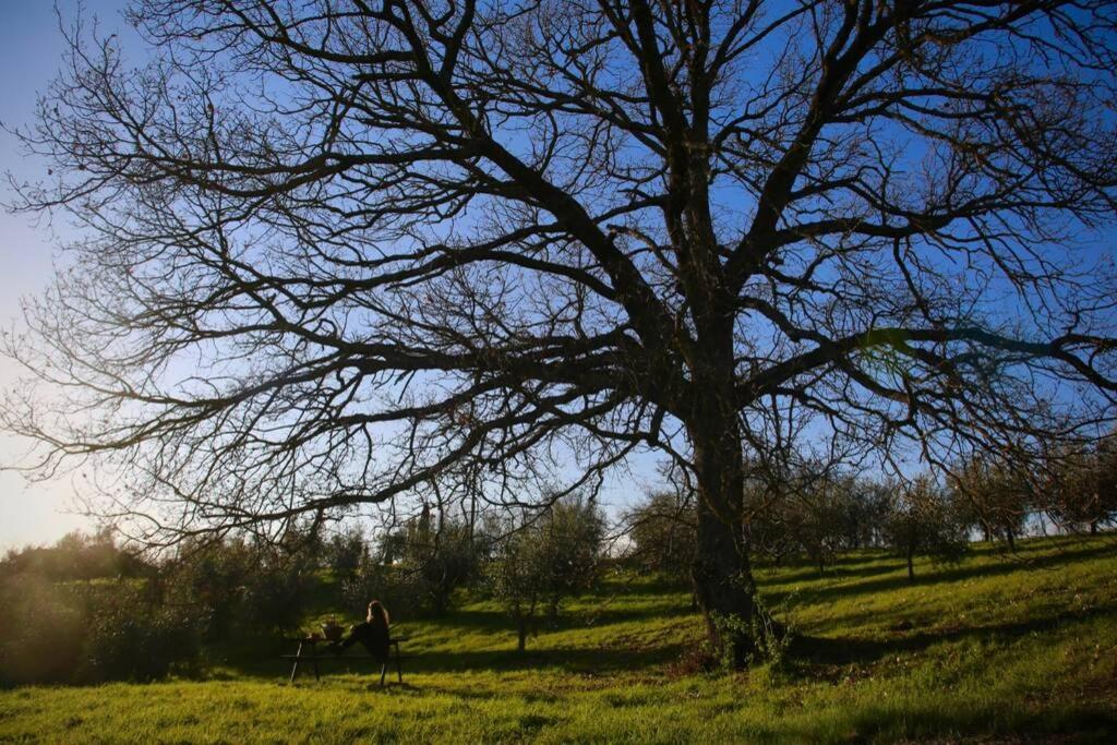 La Casina Della Quercia, Your Tuscan Oak Tree House Osteria Delle Noci Kültér fotó